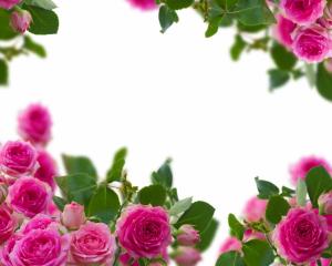 粉红色玫瑰花高清背景图片