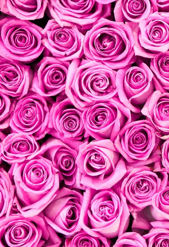 木板上一束美丽的玫瑰花图片