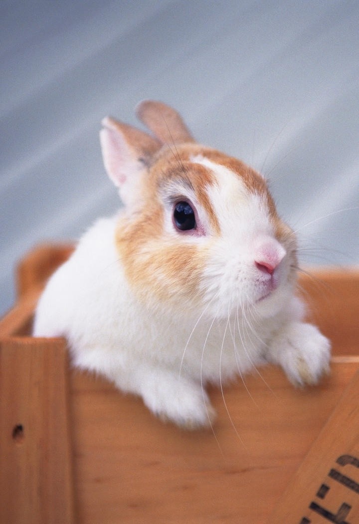 木盒子里的小兔子图片