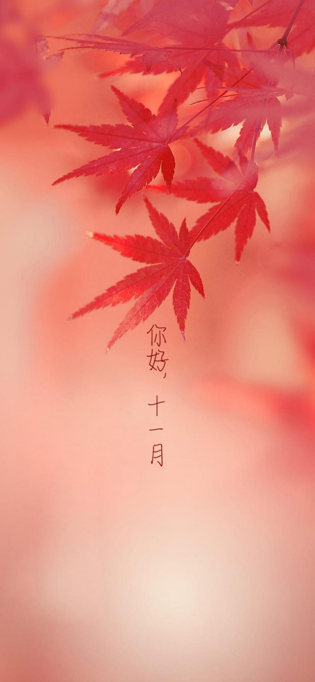 十一月你好火红的枫叶壁纸图片