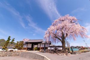 日本寺庙前的樱花图片