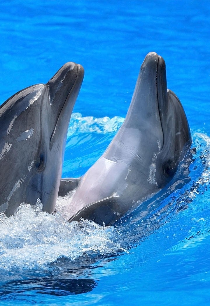 高清浪花中的海豚图片