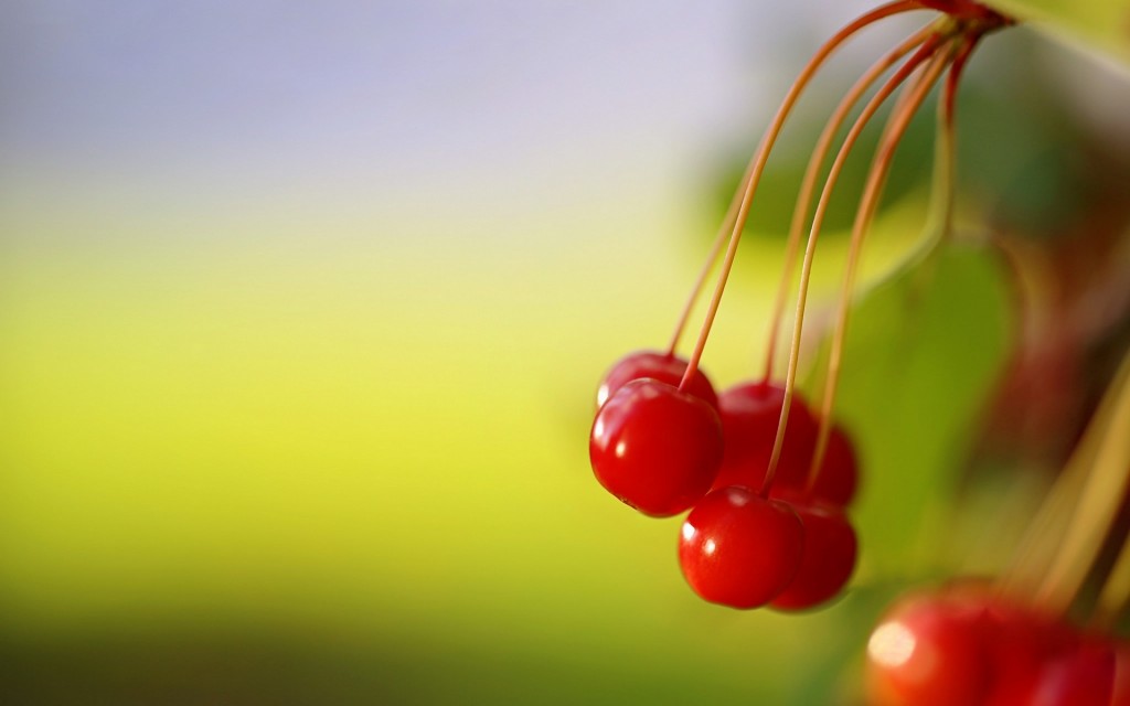 清甜可口的红樱桃图片