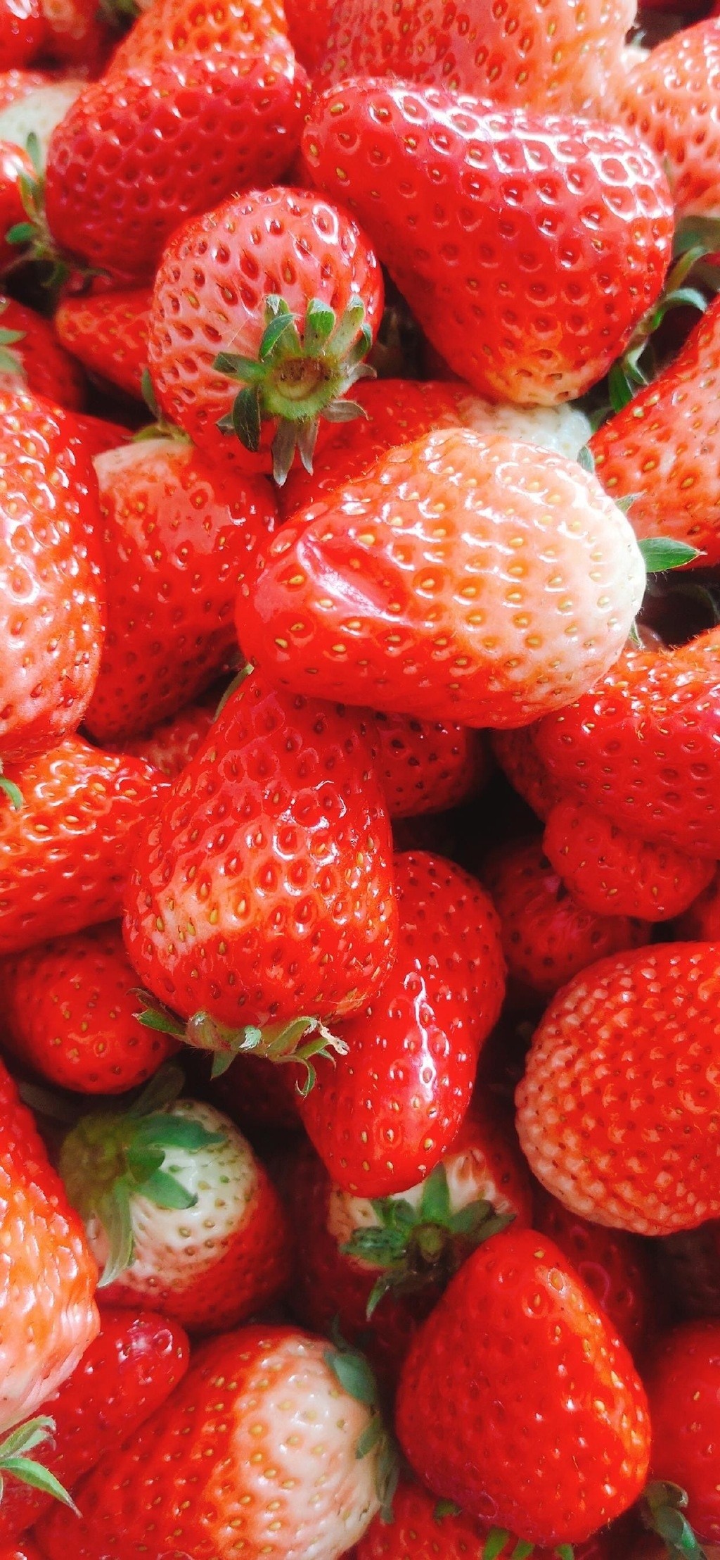 新鲜草莓创意高清手机壁纸