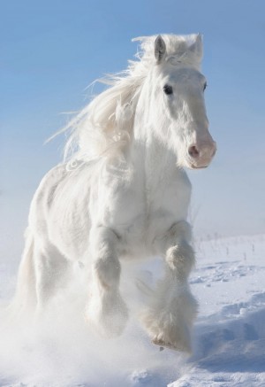 雪中奔跑的白色骏马图片