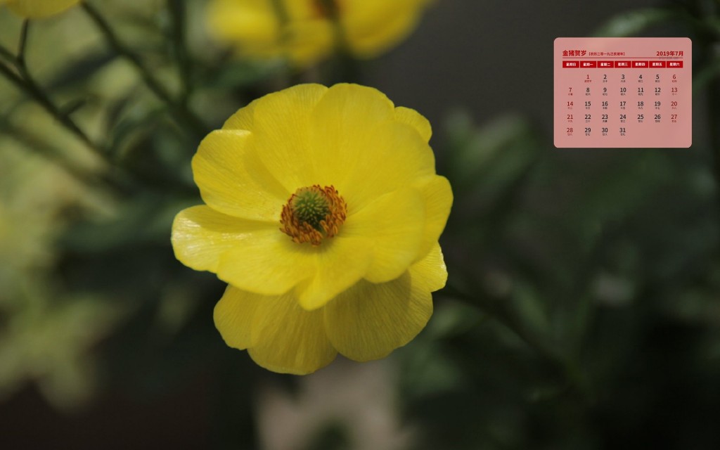 2019年7月怡人的花朵日历壁纸图片