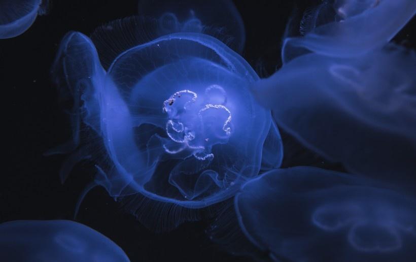无脊椎浮游动物可爱水母图片