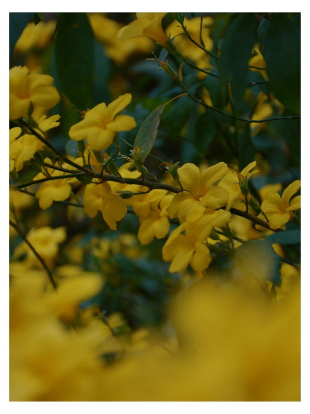 迎春花黄色清新手机壁纸