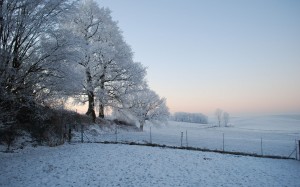 冬日美丽雪树风景图片桌面壁纸