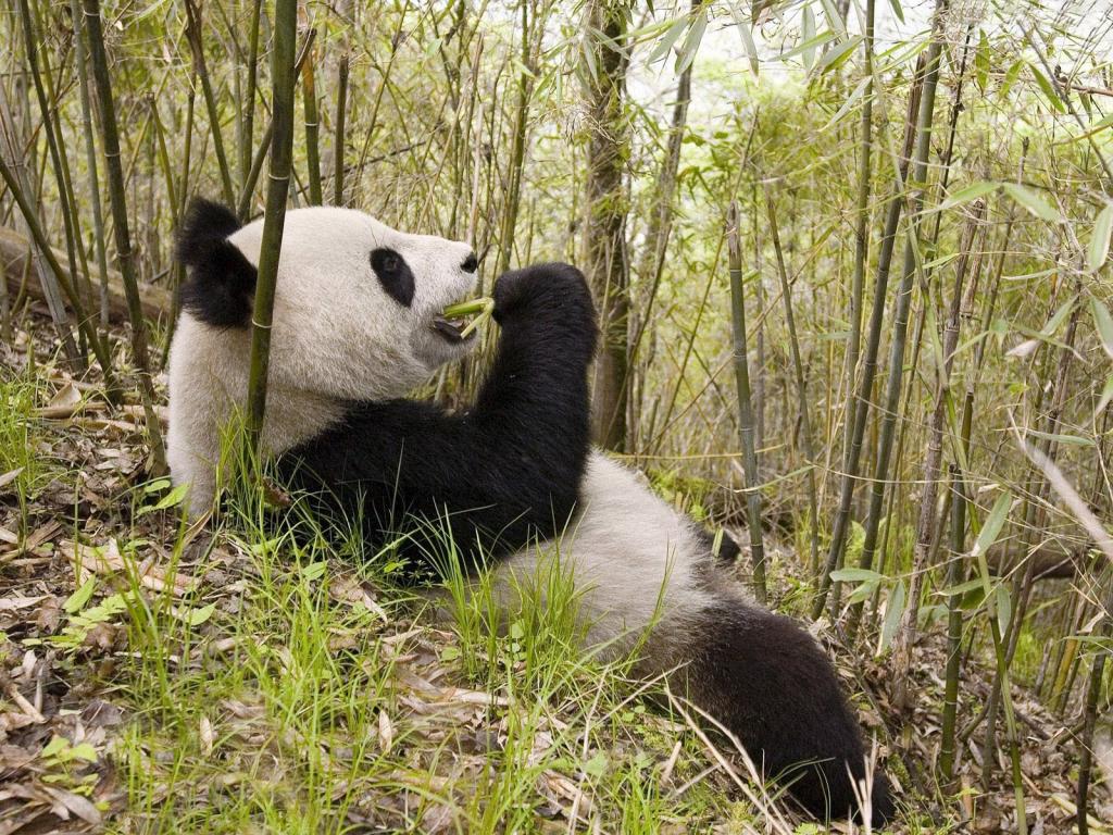 可爱大熊猫吃竹子图片