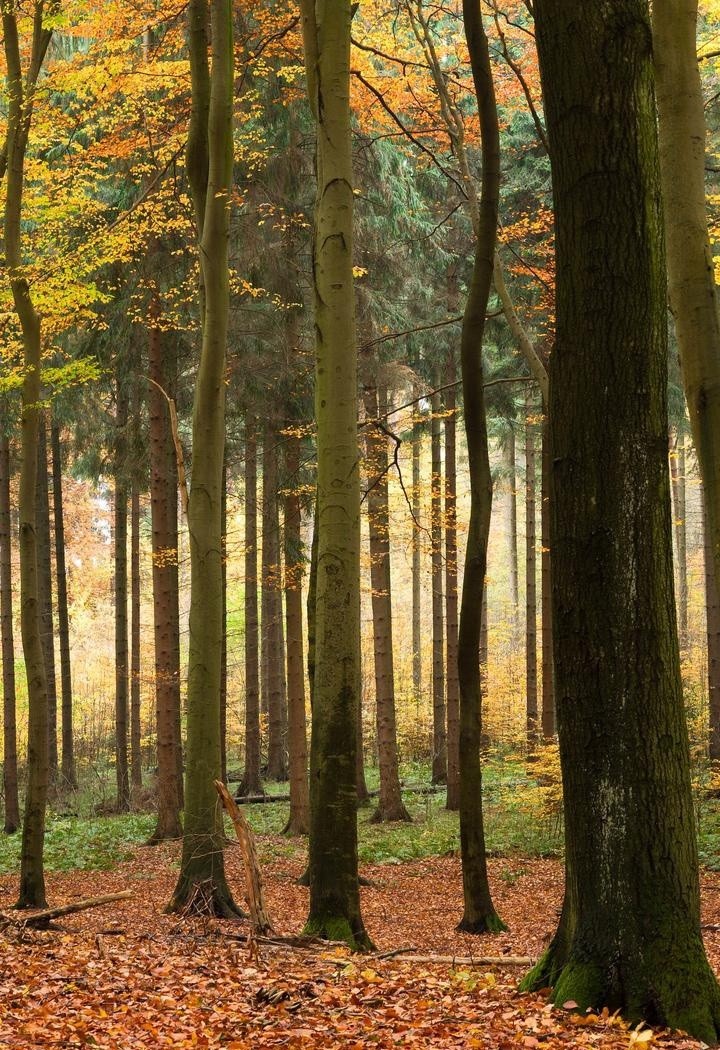 唯美秋天的树林自然风景图片