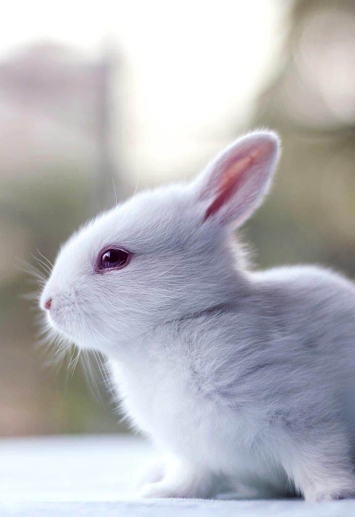 草地上的高清白兔摄影图片