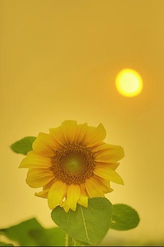 阳光的疼惜-向日葵