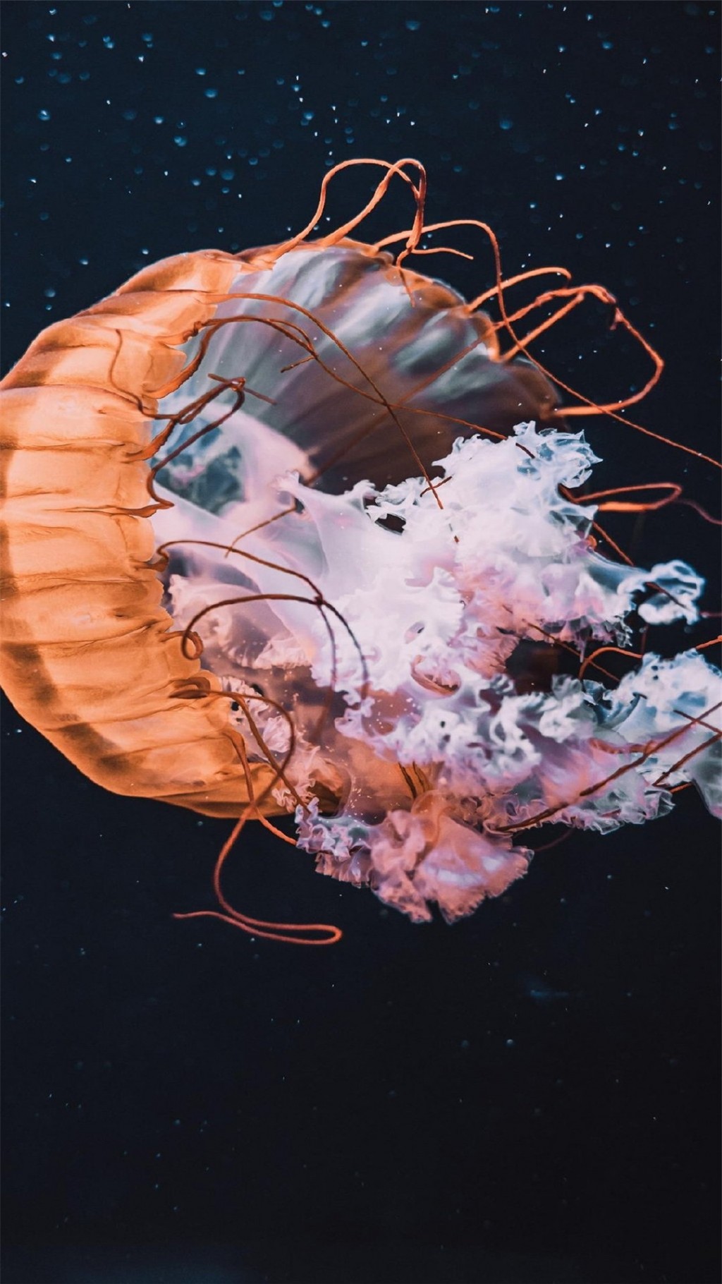 梦幻海洋生物水母唯美高清手机壁纸