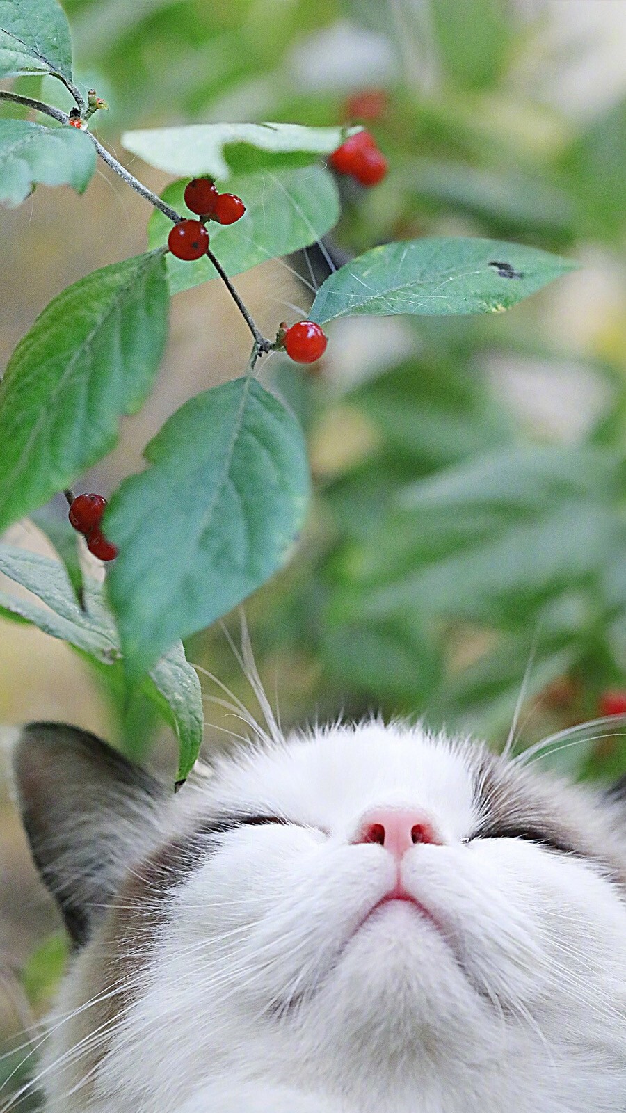 红色小浆果树下的可爱小猫图片