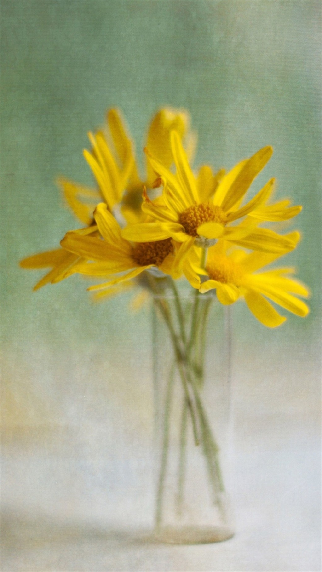 花瓶中的花卉静物摄影图片手机壁纸