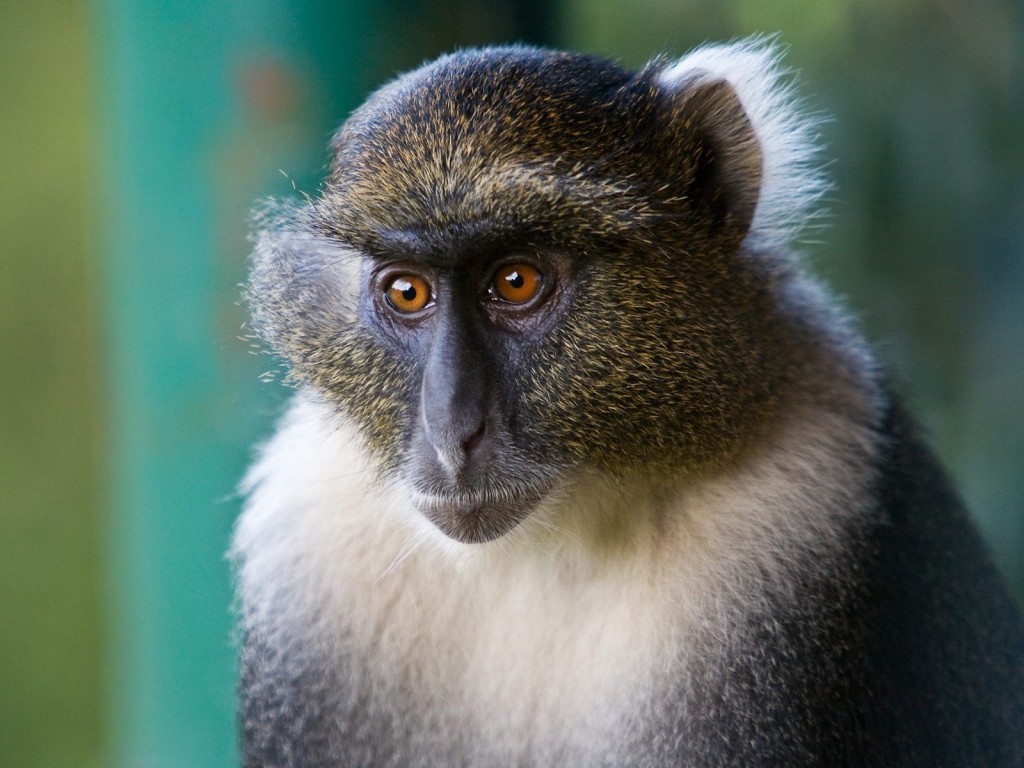 野生动物猴子高清摄影图片