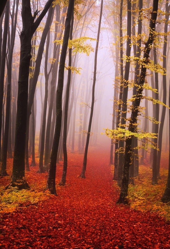 唯美秋天的大树风景壁纸