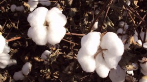 唯美纯洁的新疆棉花