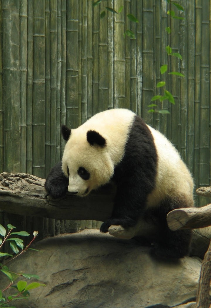 大熊猫图片大全