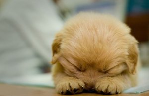 可爱小狗LOMO图片
