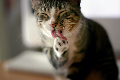 可爱猫咪吐舌头卖萌照片