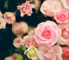 玫瑰花朵小清新唯美图片