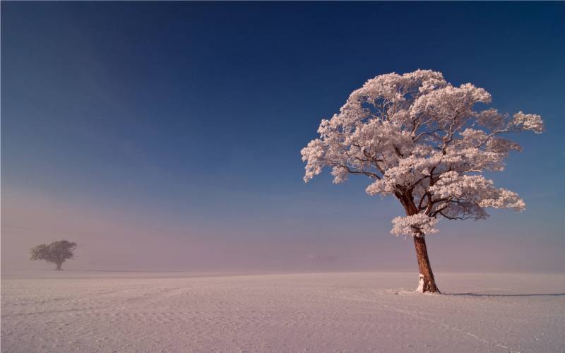 冬天雪后白色的树花图片