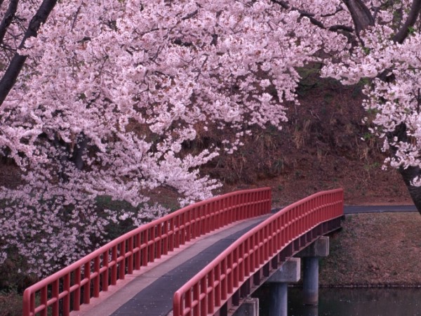 日本春天樱花美景图片