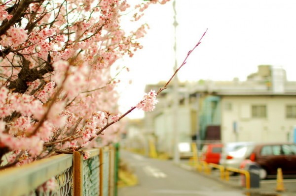 日本春天樱花美景图片