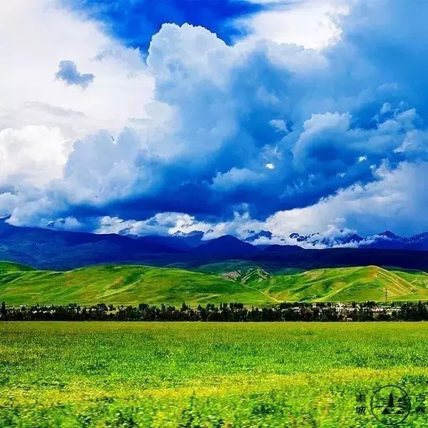 伊犁河谷美丽的薰衣草风景